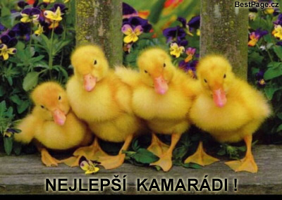 přátelství12