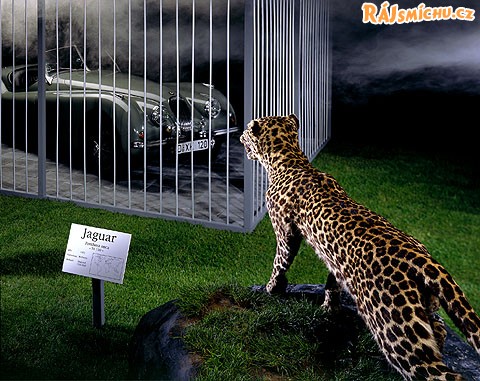 jaguari