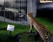 jaguari